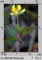 Trifolium dubium (koniczyna drobnogłówkowa)