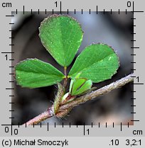 Trifolium dubium (koniczyna drobnogłówkowa)