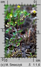 Trifolium dubium (koniczyna drobnogłówkowa)