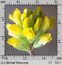 Trifolium dubium (koniczyna drobnogłówkowa)