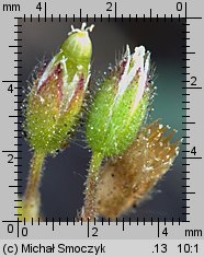 Cerastium glutinosum (rogownica murawowa)