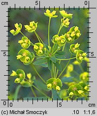 Euphorbia ×pseudovirgata