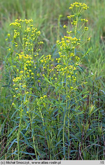 Euphorbia ×pseudovirgata