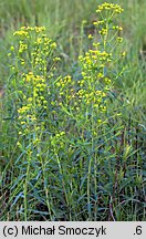 Euphorbia ×pseudovirgata