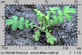 Agrimonia eupatoria (rzepik pospolity)