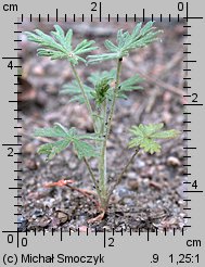 Potentilla argentea ssp. argentea (pięciornik srebrny typowy)