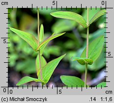 Hypericum montanum (dziurawiec skąpolistny)