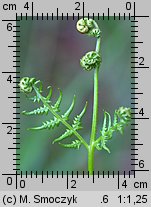 Pteridium aquilinum (orlica pospolita)