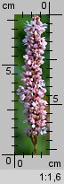 Polygonum affine (rdest pokrewny)