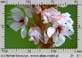 Polygonum affine (rdest pokrewny)