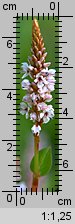 Polygonum affine (rdest pokrewny)