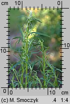 Artemisia dracunculus (bylica draganek)