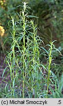 Artemisia dracunculus (bylica draganek)