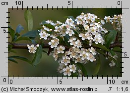 Pyracantha coccinea (ognik szkarłatny)