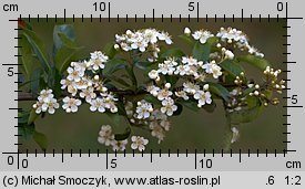 Pyracantha coccinea (ognik szkarłatny)