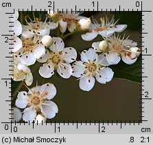 Pyracantha coccinea (ognik szkarłatny)