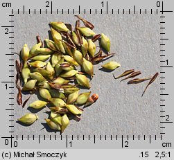 Carex acutiformis (turzyca błotna)