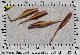 Carex acutiformis (turzyca błotna)