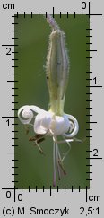 Silene nutans (lepnica zwisła)