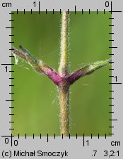 Silene nutans (lepnica zwisła)