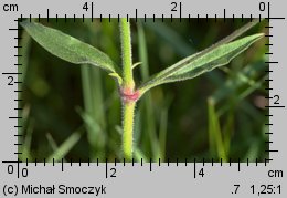 Silene nutans (lepnica zwisła)