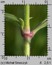 Silene nutans (lepnica zwisła)