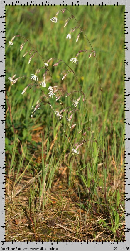 Silene nutans (lepnica zwisła)