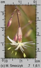 Silene nutans (lepnica zwisła)