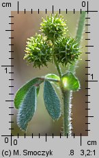 Medicago minima (lucerna kolczastostrąkowa)