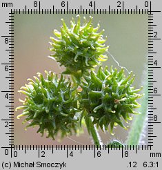 Medicago minima (lucerna kolczastostrąkowa)