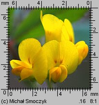 Medicago minima (lucerna kolczastostrąkowa)