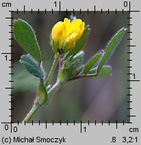 Medicago minima (lucerna kolczastostrąkowa)