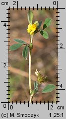 Medicago minima (lucerna kolczastostrąkowa)