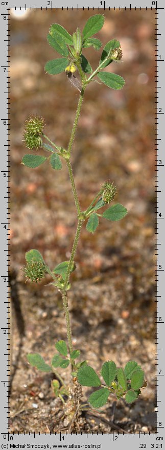 Medicago minima (lucerna kolczastostrąkowa)