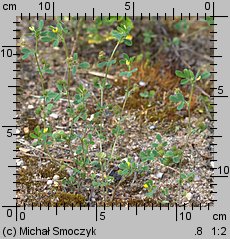 Medicago minima (lucerna kolczastostrąkowa)