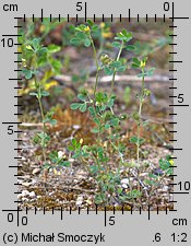 Medicago minima (lucerna kolczastostrąkowa)