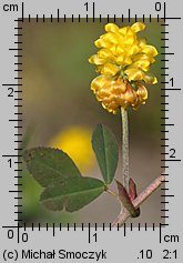 Trifolium campestre (koniczyna różnoogonkowa)