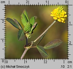 Trifolium campestre (koniczyna różnoogonkowa)