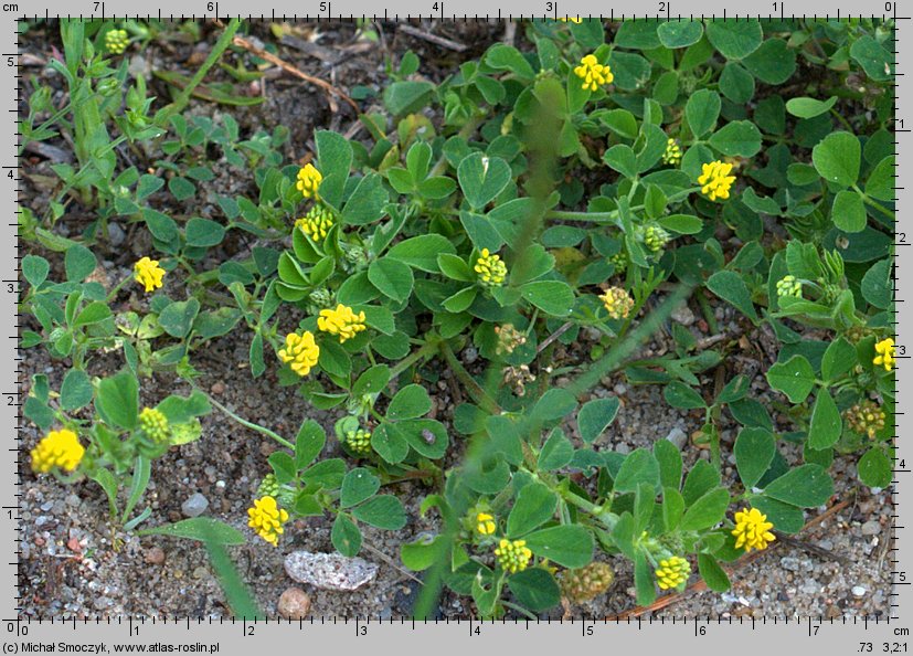 Medicago lupulina (lucerna nerkowata)