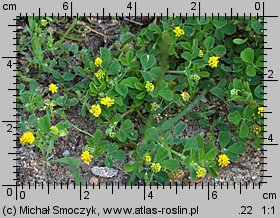 Medicago lupulina (lucerna nerkowata)