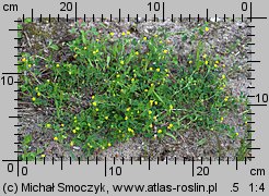 Medicago lupulina (lucerna nerkowata)