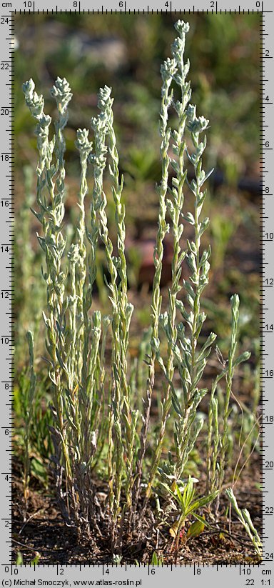 Filago arvensis (nicennica polna)