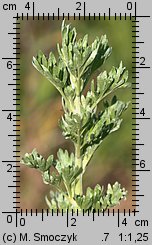 Artemisia absinthium (bylica piołun)