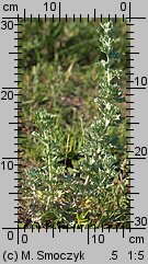 Artemisia absinthium (bylica piołun)