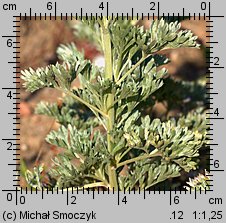 Artemisia absinthium (bylica piołun)