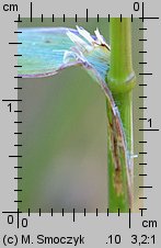 Bromus carinatus (stokłosa spłaszczona)