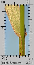 Bromus carinatus (stokłosa spłaszczona)