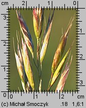 Bromus carinatus (stokłosa spłaszczona)