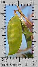 Vicia dasycarpa (wyka pstra)