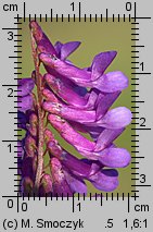 Vicia dasycarpa (wyka pstra)